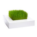 Chlorophyle