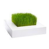 Chlorophylle
